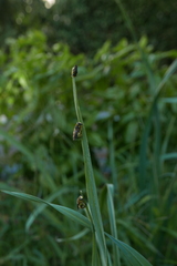 Anthidium florentinum
