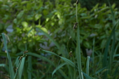 Anthidium florentinum