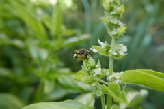 Anthidium florentinum