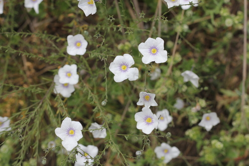 Image of Nierembergia scoparia by (c) Romi Galeota Lencina, some rights reserved (CC BY)