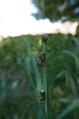 Anthidium florentinum