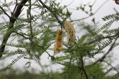 Prosopis alba