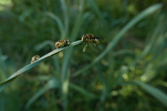 Anthidium florentinum