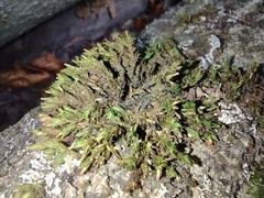 Bryopsida