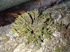 Bryopsida