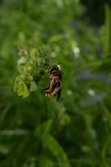 Anthidium florentinum