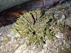 Bryopsida
