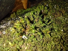 Bryopsida