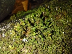Bryopsida