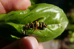 Polistes
