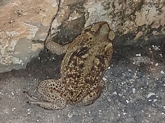 Rhinella diptycha