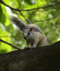 Sciurus variegatoides dorsalis
