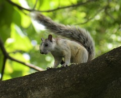 Sciurus variegatoides dorsalis