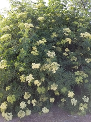 Sambucus cerulea