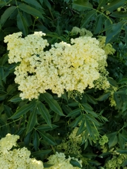 Sambucus cerulea