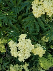 Sambucus cerulea