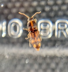 Conoderus bellus
