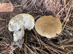 Tricholoma apium