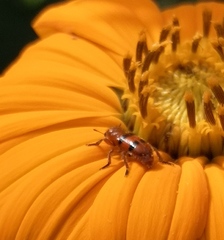 Dologenitus nigrocinctus