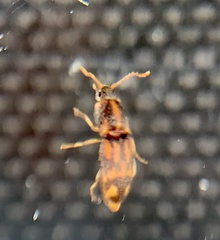 Conoderus bellus