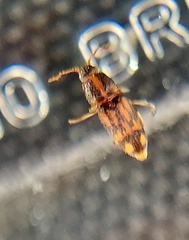Conoderus bellus