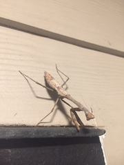 Stagmomantis