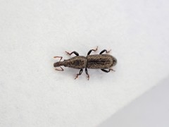 Sericotrogus subaenescens