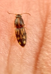 Conoderus bellus