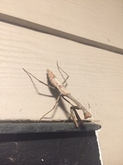 Stagmomantis