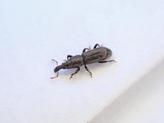 Sericotrogus subaenescens