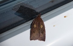 Planotortrix excessana