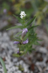Gentianella propinqua