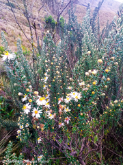 Diplostephium ericoides