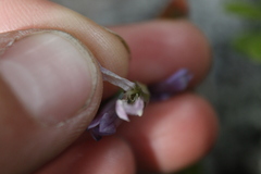 Gentianella propinqua