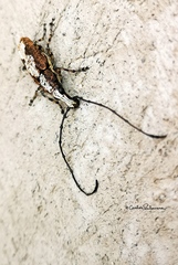Ptychoderes rugicollis