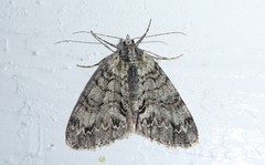 Pseudocoremia suavis