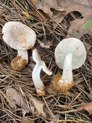 Tricholoma niveipes