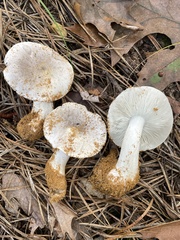 Tricholoma niveipes