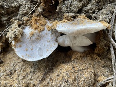 Tricholoma niveipes