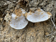 Tricholoma niveipes