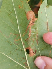 Ectoedemia clemensella