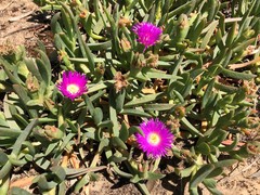 Carpobrotus modestus