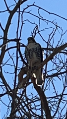 Buteo jamaicensis
