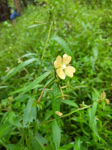 Ludwigia octovalvis observed 2021-10-12