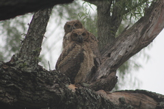Bubo virginianus nacurutu
