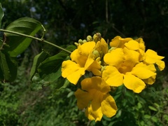 Adenocalymma inundatum