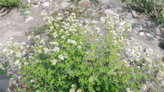 Dorycnium