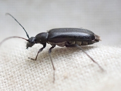 Grammoptera