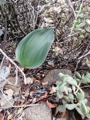 Eriospermum dielsianum