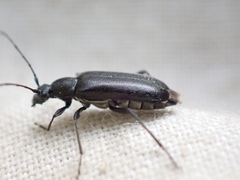 Grammoptera
